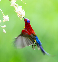 Sunbird Feeding On Areca Flower