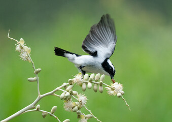 Fantail Bird Catching A Worm