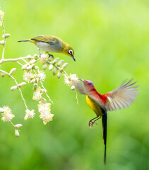 Sunbird Feeding On Areca Flower