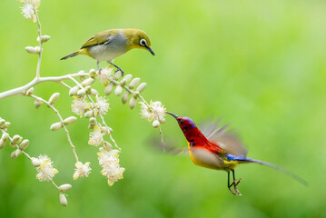 Sunbird Feeding On Areca Flower