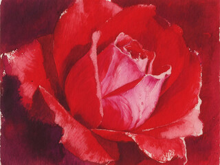 Close up of a red rose with pink highlights in the center of the frame in artistic rendition