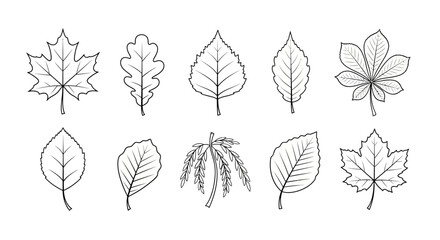 set of leaves