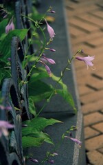 Purple flowers in the park 