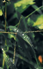 Drops of water on a green plant 