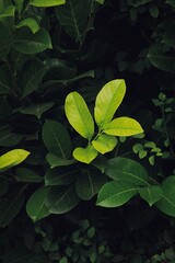 green leaves on black background