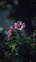 Lilac hibiscus on a grey background 