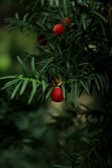 Red berries on a green branch 