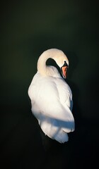 White swan on a dark lake