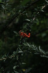 Orange berries on a green branch 