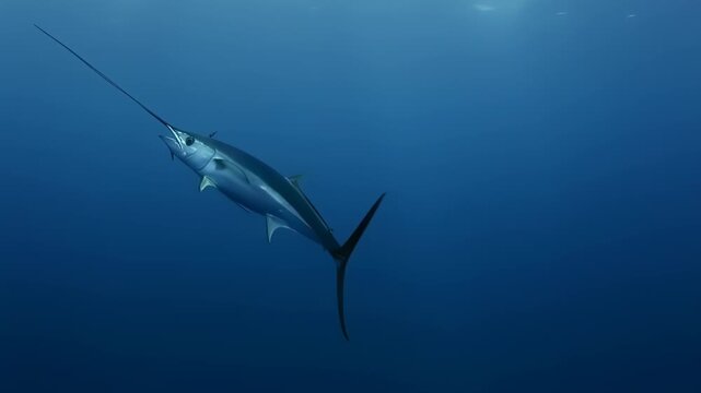 Graceful underwater ballet of a majestic swordfish gliding in its oceanic realm