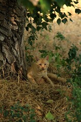 Ginger cat sitting near a tree 