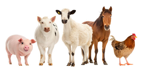 Fototapeta premium A group of farm animals standing together including a pig a cow a sheep a horse and a chicken