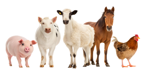 A group of farm animals standing together including a pig a cow a sheep a horse and a chicken