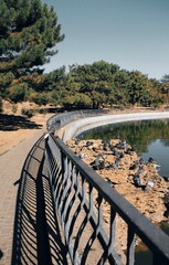 Road with trees and pigeons 