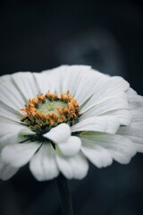 Closeup white flower on a green background
