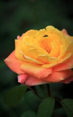 yellow rose with water drops