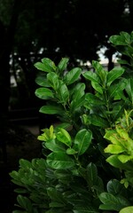 green leaves on black background