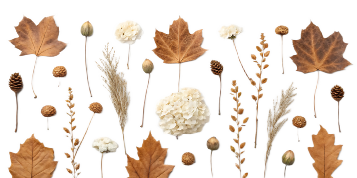 A botanical arrangement featuring autumn leaves and dried floral elements on a black background