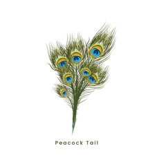 Peacock Feather PNG
