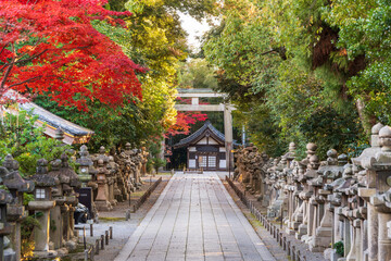 Obraz premium Yawata, Kyoto, Japan - December 5 2024 : The stone-paved approach to Iwashimizu Shrine, featuring stone lanterns, torii gate, and autumn foliage.