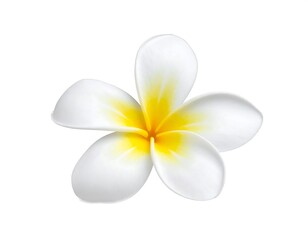 Close-up of a single, white plumeria flower