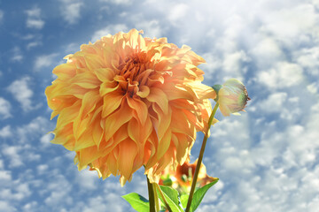 Orange color dahlia flower against blue sky