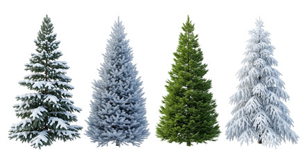 Obraz premium Coniferous Tree Variations in Snow-Covered Winter Landscapes
