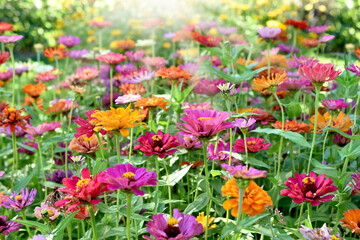 A field of colorful zinnia flowers in full bloom