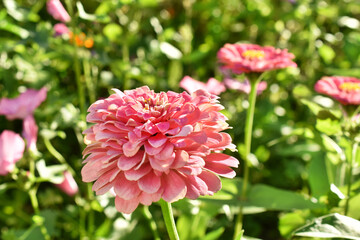 Beautiful pink zinnia flowers in the garden