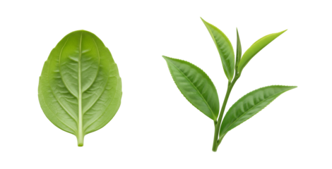 Leaf Morphology Comparison Featuring Broad & Lance-Shaped Structures
