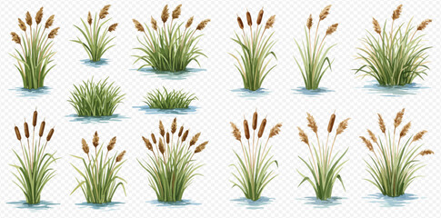 A collection of realistic watercolor illustrations depicting various cattails, reeds, and wetland grasses growing in water, isolated on a transparent background.