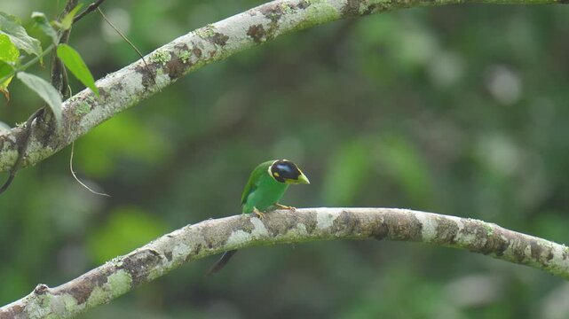 Long-tailed Broadbill (Psarisomus dalhousiae ) birds perched on a branch birdwatching in the forest.
