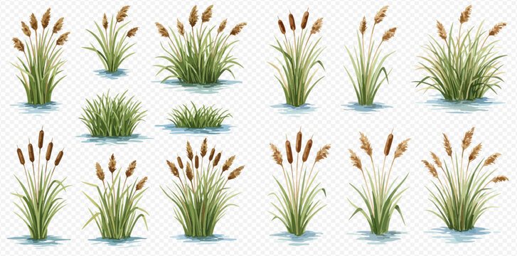 A collection of realistic watercolor illustrations depicting various cattails, reeds, and wetland grasses growing in water, isolated on a transparent background.