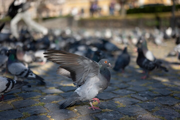 Fototapeta premium pigeon lands on the street