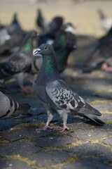 pigeon on a square