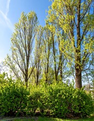 Spring trees and shrubs