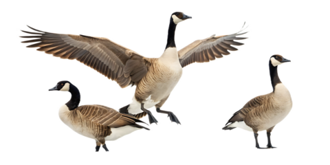 A group of canada geese with one goose in mid flight and wings spread wide on a black background