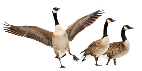 A group of canada geese with one goose spreading its wings on a white background isolated image