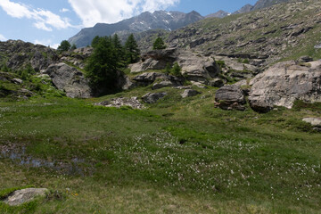 Natural variety found in an Alpine valley. Europe.
They were mainly taken in the Gran Paradiso valley, Italy. They were taken during a 7-day hike. From 1800 to 3100 meters altitude. 
