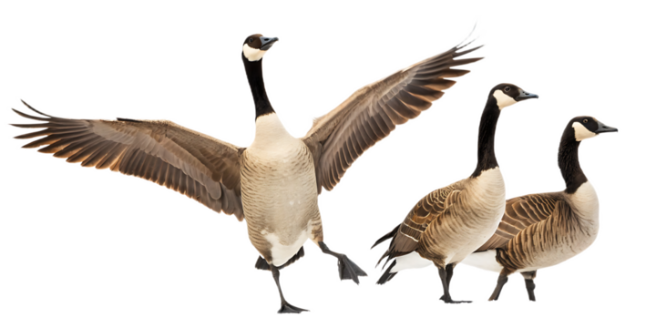 A group of canada geese with one goose spreading its wings on a white background isolated image