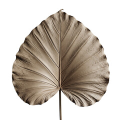 Heart-Shaped Dried Leaf with Prominent Veins