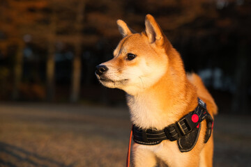 黄金の光に輝く柴犬 / Shiba Inu Illuminated by Golden Light