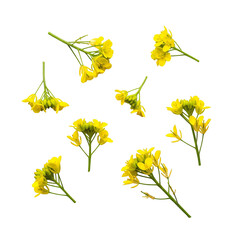 Yellow Mustard Flower Clusters on White Background