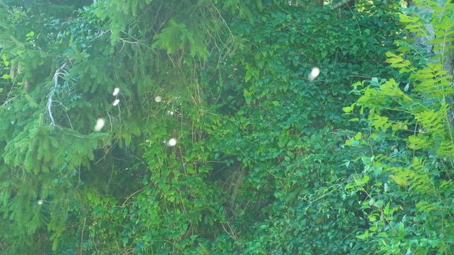 Magical Alpine Woodland Scene with Flying Insects Sparkling in Sunlight