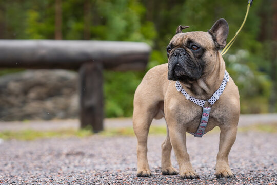 A portrait of a french bulldog walking on the trail. Fawn french bulldog standing on walking trail.  Fawn french bulldog on walk outdoors. - Powered by Adobe