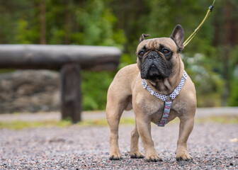 A portrait of a french bulldog walking on the trail. Fawn french bulldog standing on walking trail.  Fawn french bulldog on walk outdoors.