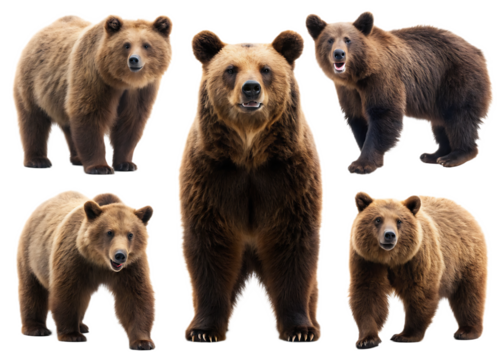 A collage of five brown bears standing in various poses against a black background in a studio shot