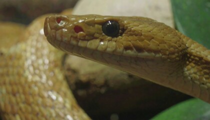 Obraz premium Close-up of a snake's head