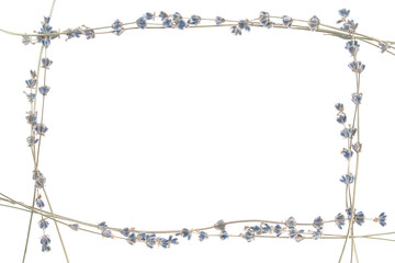 Lavender branches formed a delicate floral frame on white background with space for text