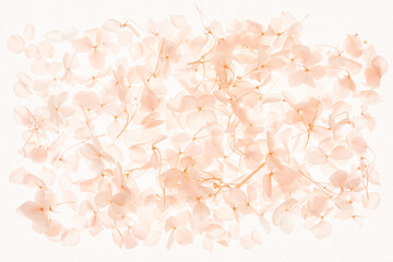 Natural beauty of pink hydrangea flower petals captured with soft light and color